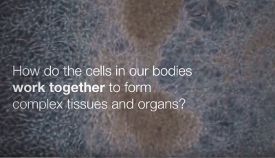 Lim (UCSF) Program Cells to Self-Organize into 3D-Structures