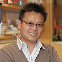 Engineered developmental signals could illuminate regenerative medicine