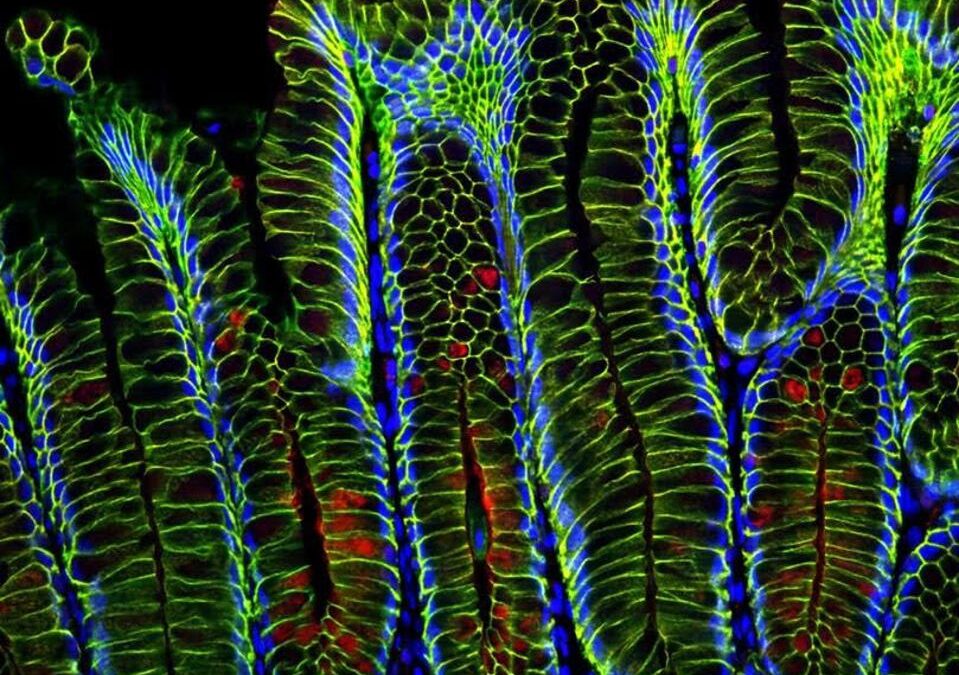 CCC research on Cellular Legos programmed cell interactions featured in Forbes Magazine